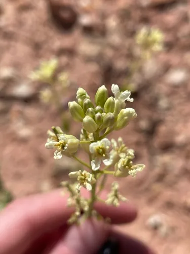 Spreading Thelypodiopsis — photo by zobugg