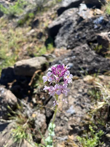 Westwater Tumblemustard — photo by Jordan Nikkel