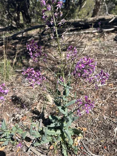 Juniper Tumblemustard