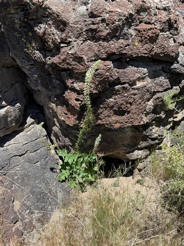 Cutleaf Thelypody