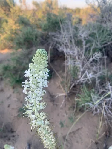 Manyflower Thelypody — photo by ooperctr