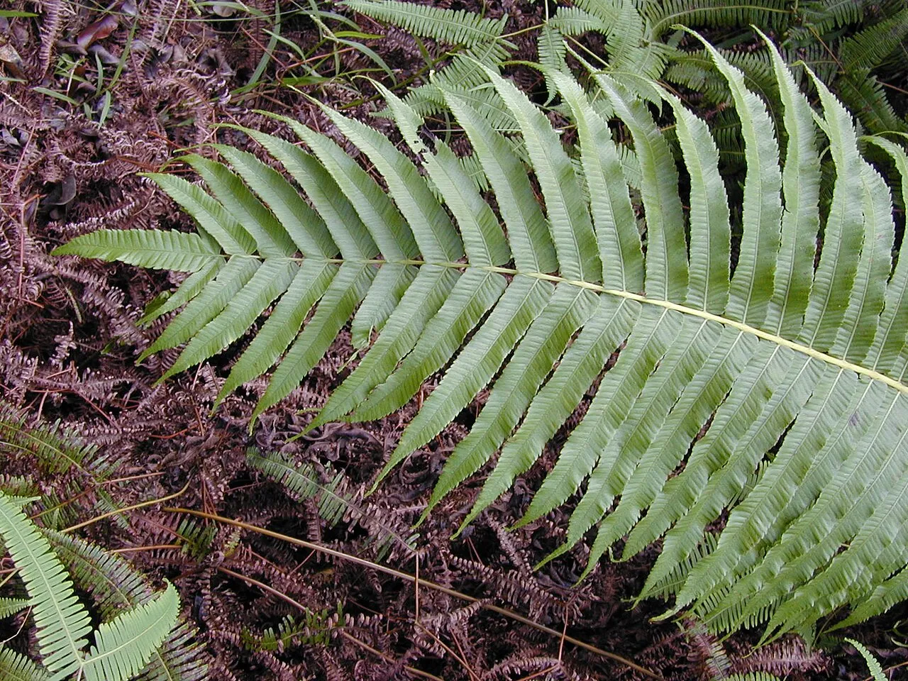 Lacy Maiden Fern — photo by Forest & Kim Starr