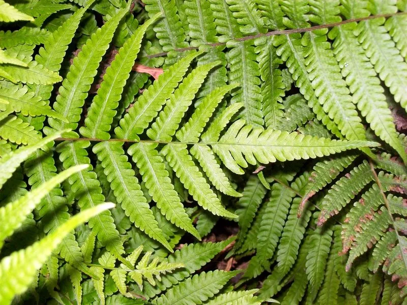 Downy Maiden Fern — photo by Poyt448 Peter Woodard