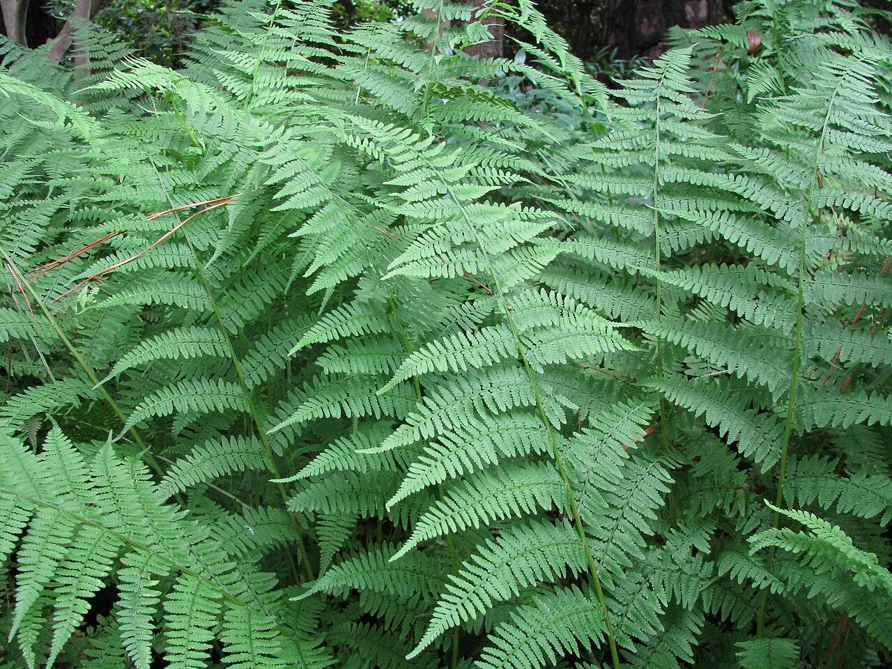 New York Fern — photo by Captain-tucker