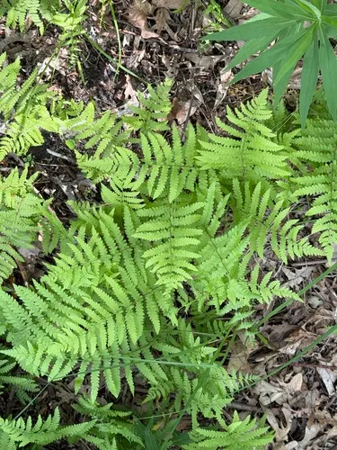 Eastern Marsh Fern — photo by Jeff Skrentny
