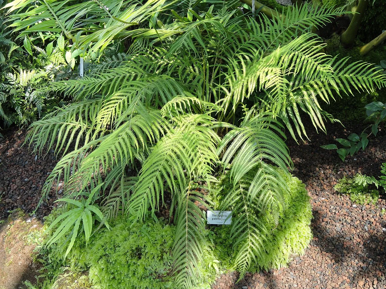 Gridscale Maiden Fern — photo by Daderot