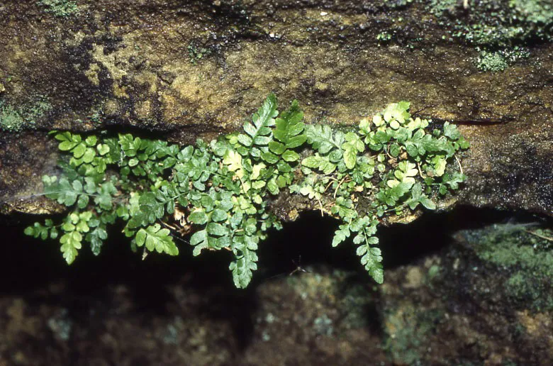 Alabama Maiden Fern (var. alabamensis) — photo by Unknown author Unknown author