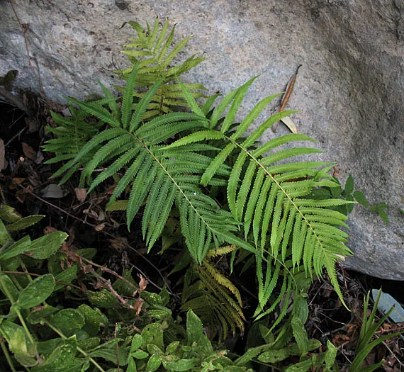 Showy Maiden Fern — photo by Anthony Valois and the National Park Service