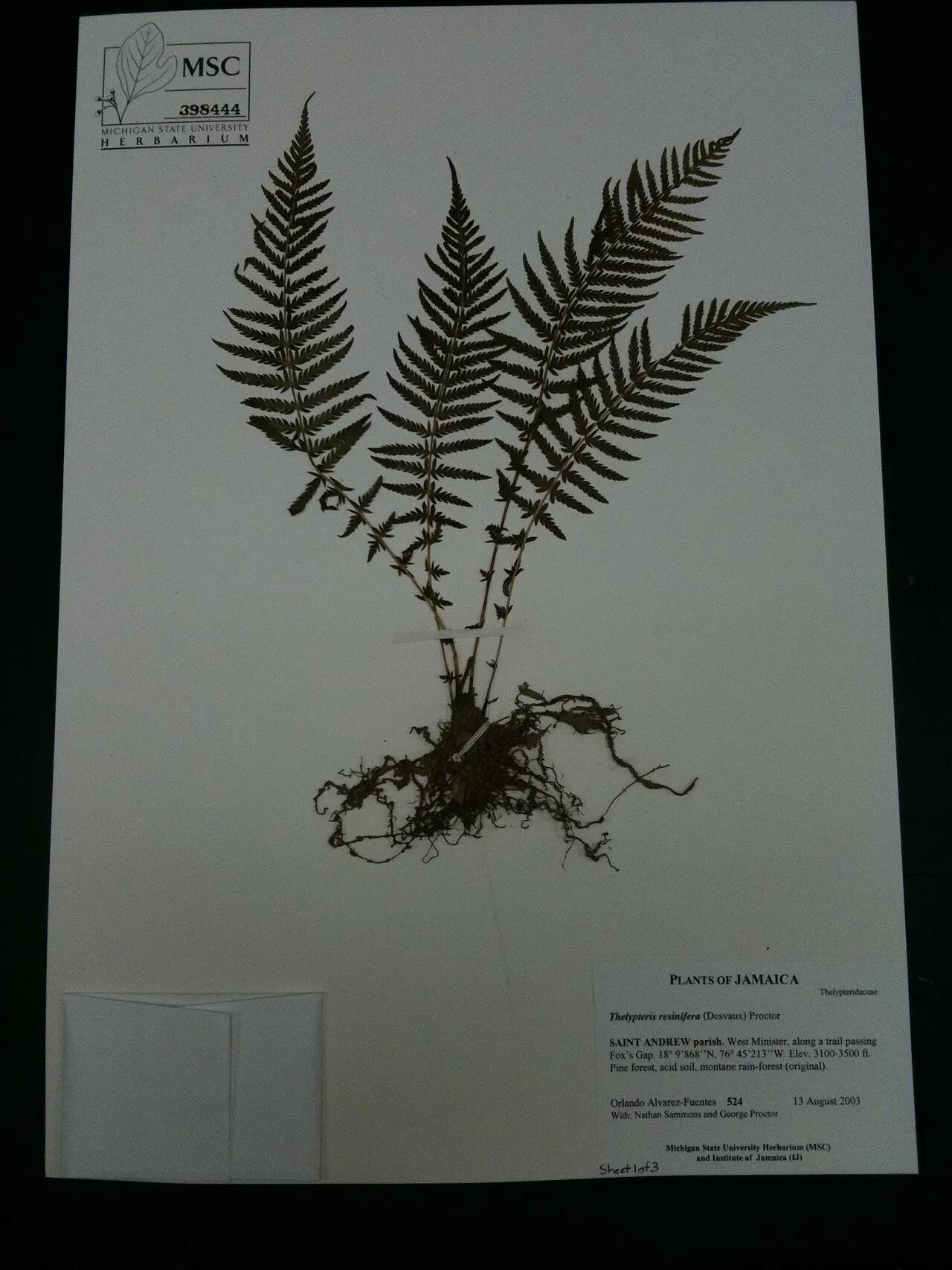 Resinous Maiden Fern — photo by LornaWatt from San Mateo, CA, USA