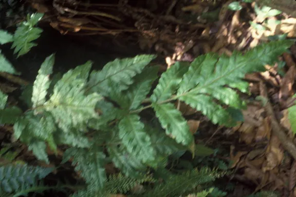 Puerto Rico Maiden Fern — photo by Unknown author Unknown author