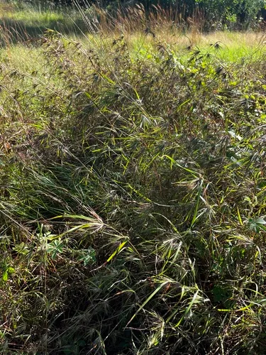 Christmas Grass
