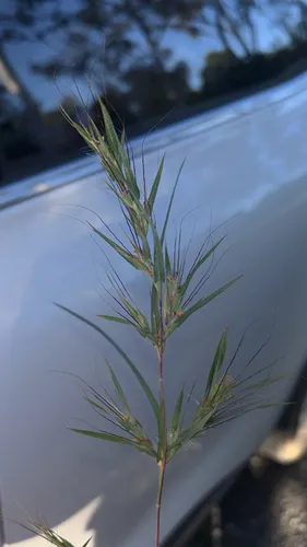 Kangaroo Grass — photo by Shamachan