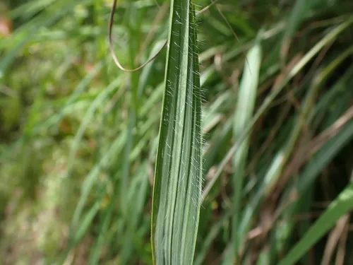 Silky Kangaroo Grass