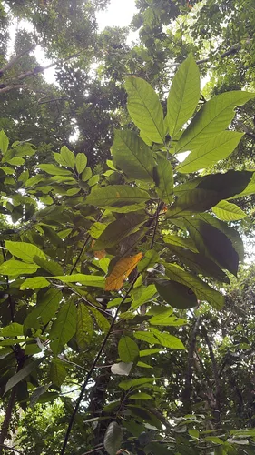 Cacao — photo by padaleckib