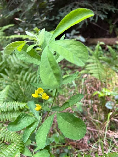 California Goldenbanner