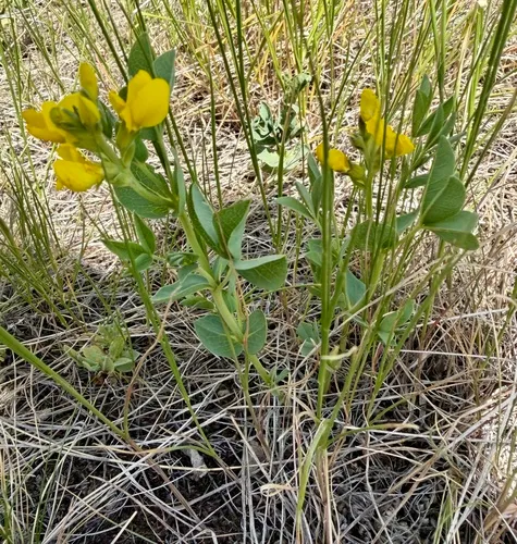 Prairie Thermopsis