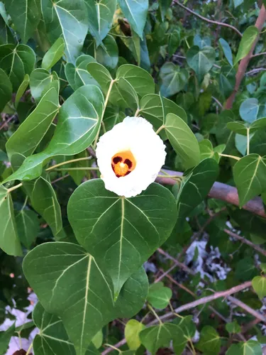 Portia Tree