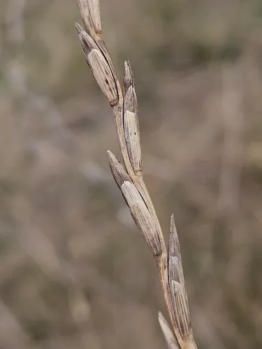 Intermediate Wheatgrass — photo by Věra Kafková