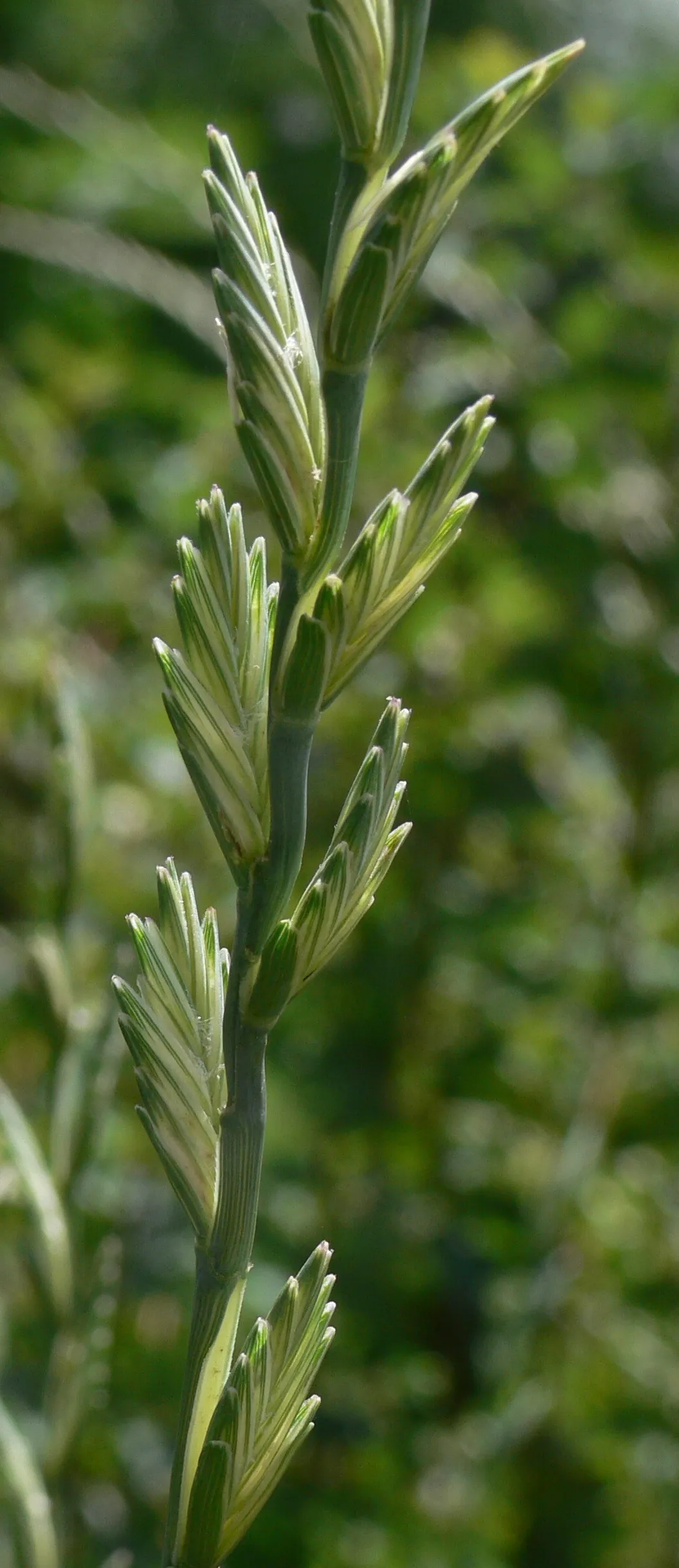 Tall Wheatgrass