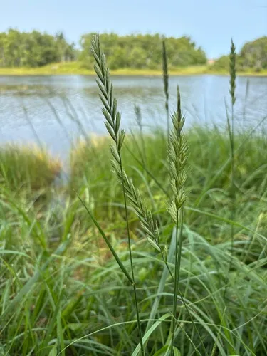 Tick Quackgrass