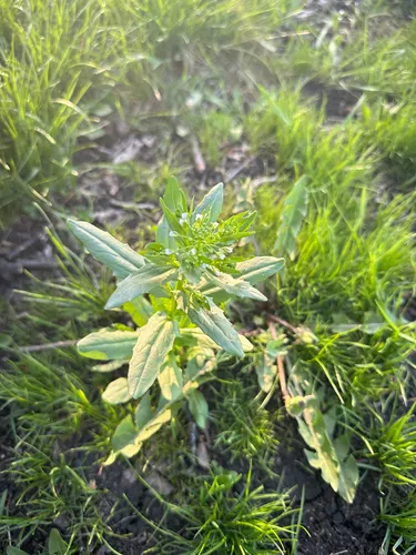 Field Pennycress