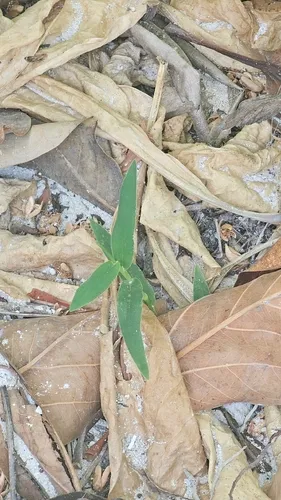 Kuroiwa Grass — photo by Ihuwan Ahmed