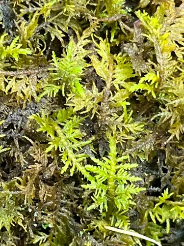 Delicate Thuidium Moss