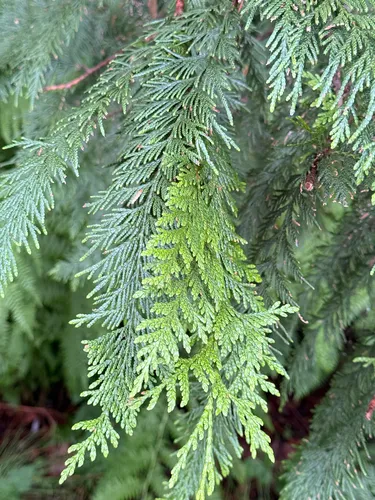 Western Redcedar — photo by Jonathan Hucke