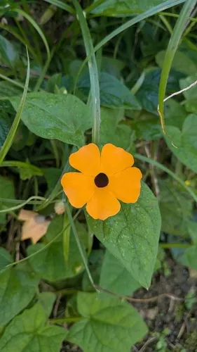 Blackeyed Susan Vine — photo by pippos