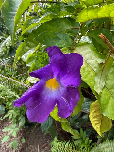 Bush Clockvine