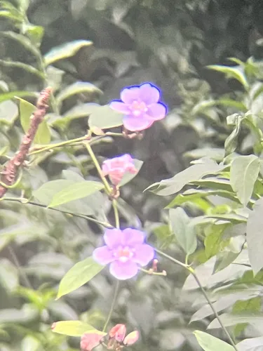 Laurel Clockvine
