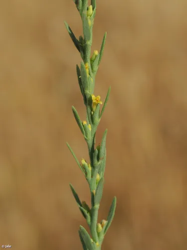 Mezereon — photo by FloresdeMurcia.com