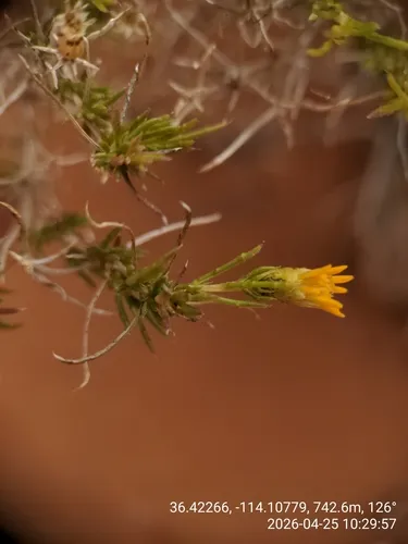 Pricklyleaf Dogweed