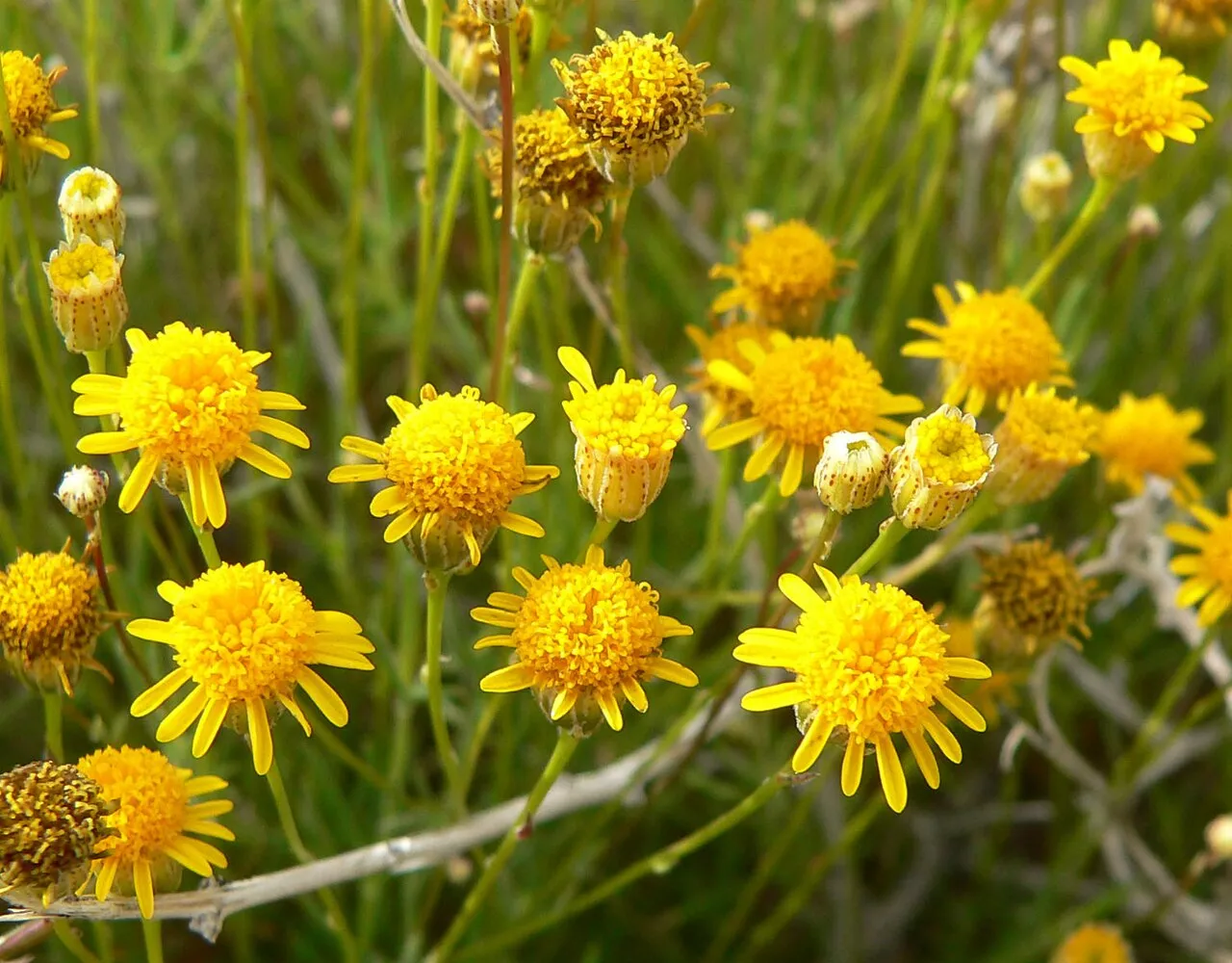 Fiveneedle Pricklyleaf (var. belenidium) — photo by Stan Shebs