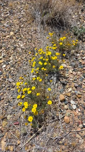 Fiveneedle Pricklyleaf
