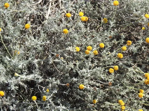 Texas Pricklyleaf