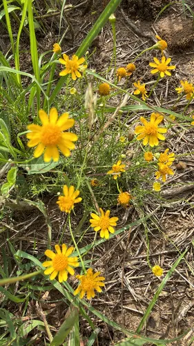 Bristleleaf Pricklyleaf