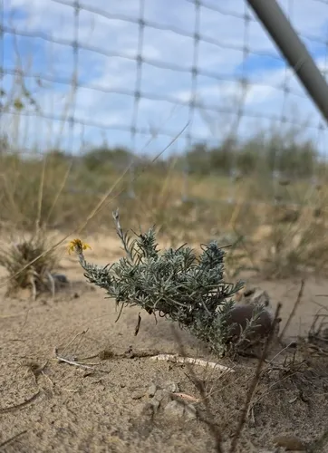 Ashy Pricklyleaf