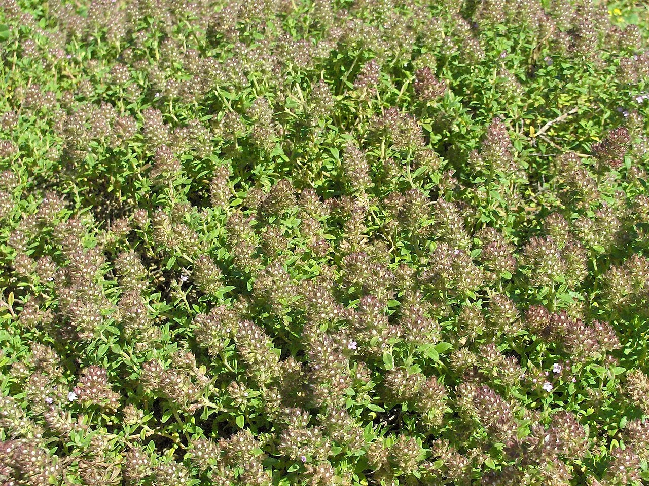 Mother Of Thyme — photo by Wikimedia Commons