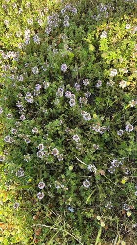 Lemon Thyme