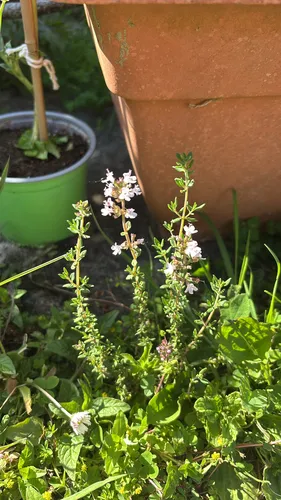 Garden Thyme