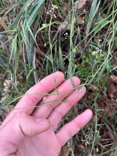 Mountain Fringepod