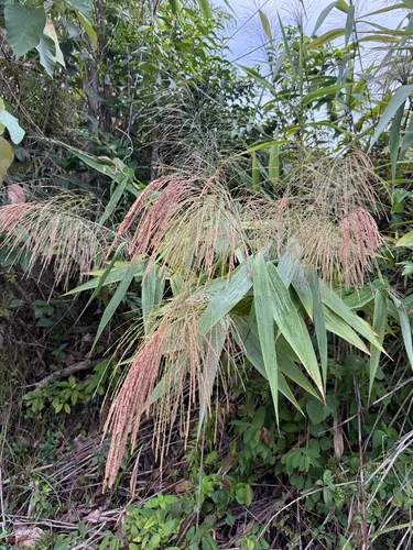 Tiger Grass — photo by Spa12152Uraiphon