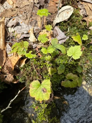 Heartleaf Foamflower — photo by naturalist charlie