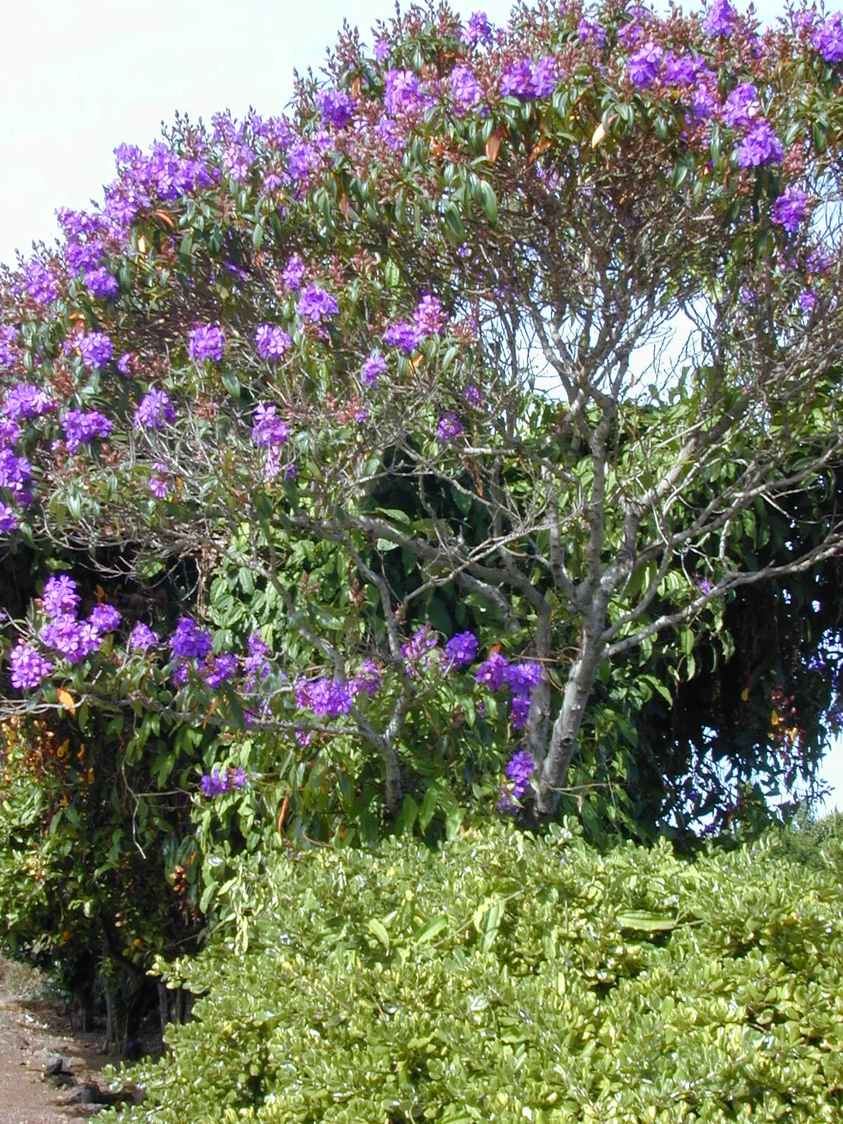 Brazilian Glorytree