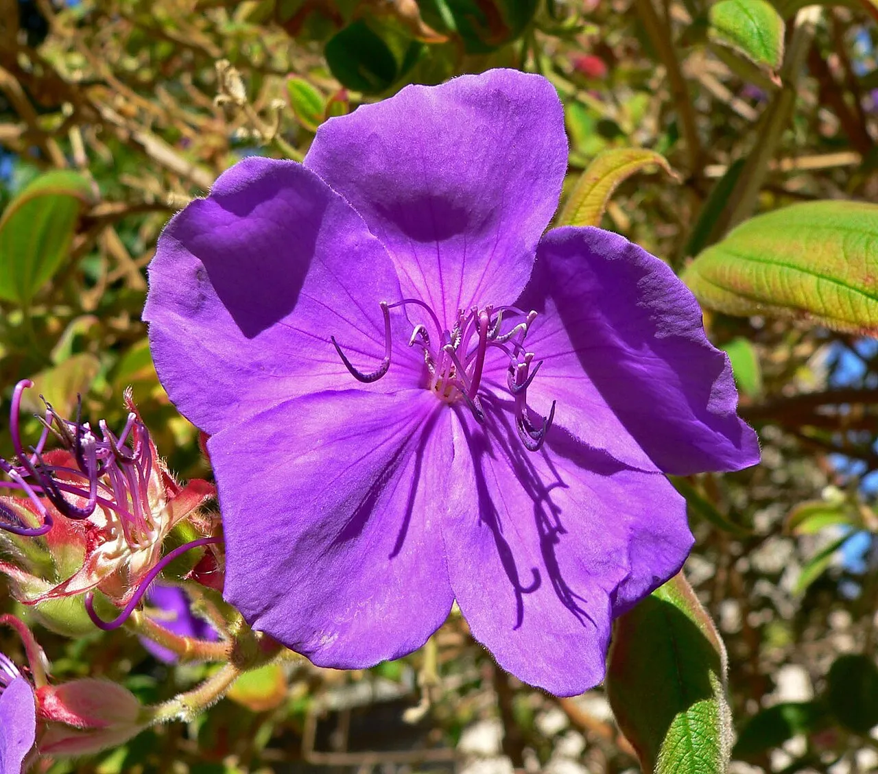 Princess-flower