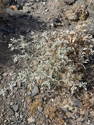 Shrubby Honeysweet