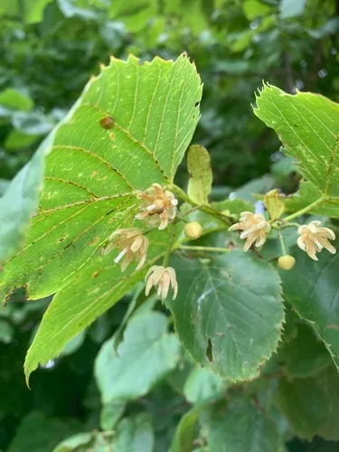 American Basswood (var. heterophylla)