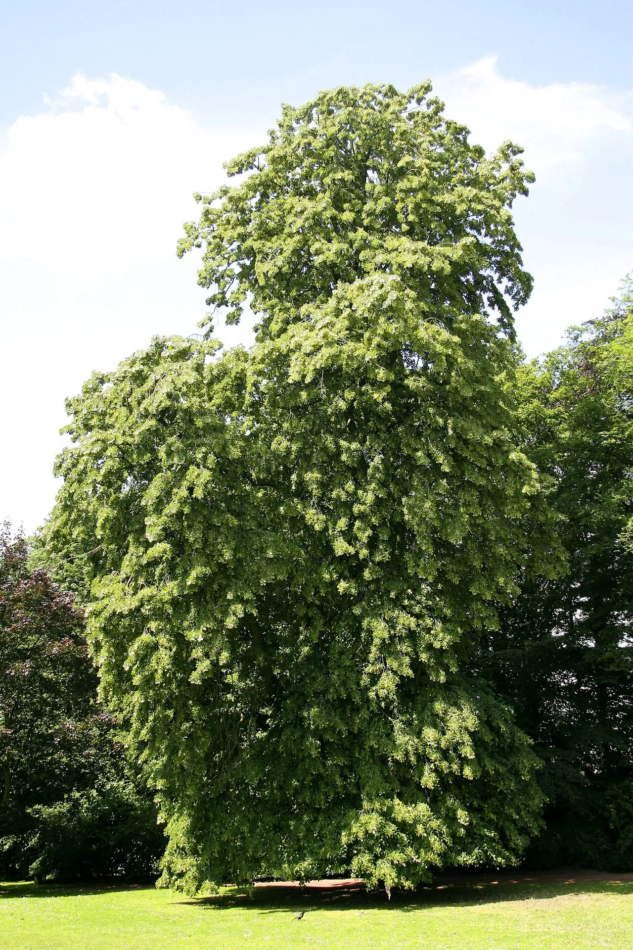 Pendent Silver Linden
