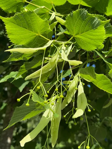 Largeleaf Linden